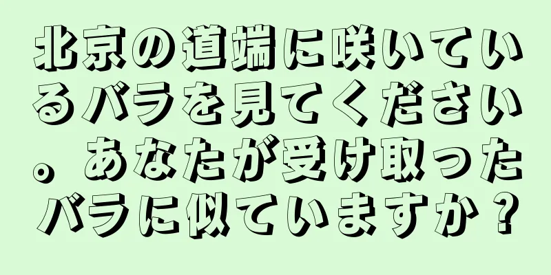 北京の道端に咲いているバラを見てください。あなたが受け取ったバラに似ていますか？