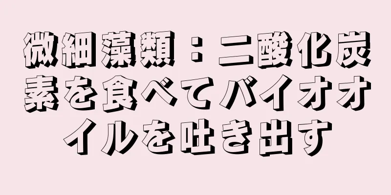微細藻類：二酸化炭素を食べてバイオオイルを吐き出す