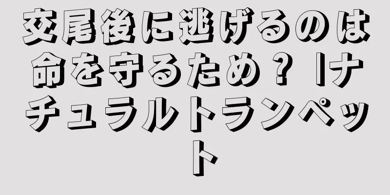 交尾後に逃げるのは命を守るため？ |ナチュラルトランペット