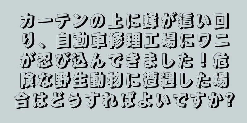 カーテンの上に蜂が這い回り、自動車修理工場にワニが忍び込んできました！危険な野生動物に遭遇した場合はどうすればよいですか?