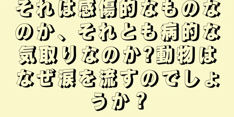 それは感傷的なものなのか、それとも病的な気取りなのか?動物はなぜ涙を流すのでしょうか？