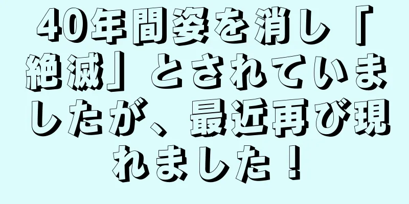 40年間姿を消し「絶滅」とされていましたが、最近再び現れました！