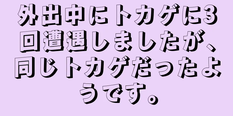 外出中にトカゲに3回遭遇しましたが、同じトカゲだったようです。