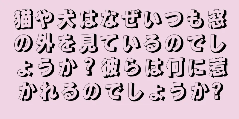 猫や犬はなぜいつも窓の外を見ているのでしょうか？彼らは何に惹かれるのでしょうか?