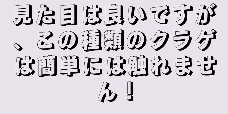 見た目は良いですが、この種類のクラゲは簡単には触れません！