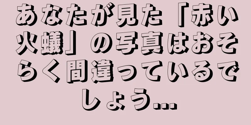 あなたが見た「赤い火蟻」の写真はおそらく間違っているでしょう...