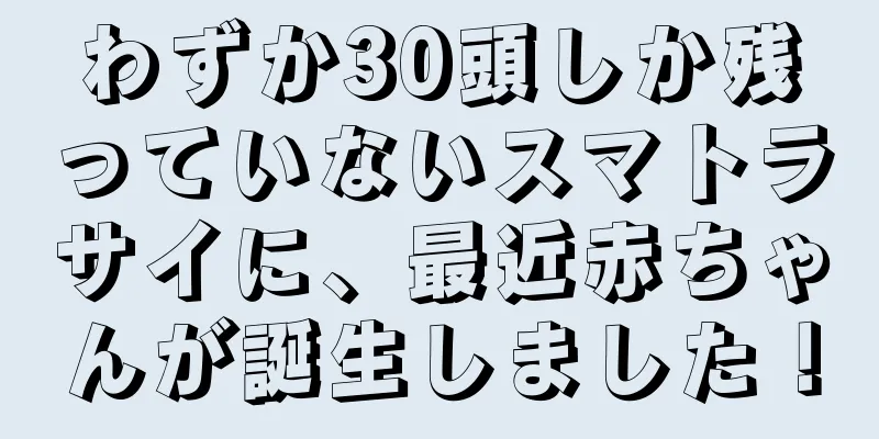 わずか30頭しか残っていないスマトラサイに、最近赤ちゃんが誕生しました！