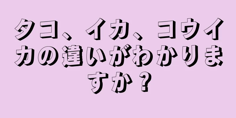 タコ、イカ、コウイカの違いがわかりますか？