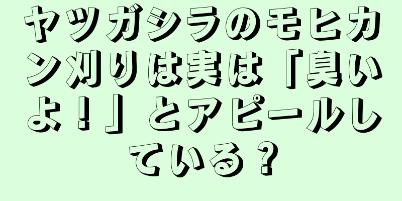 ヤツガシラのモヒカン刈りは実は「臭いよ！」とアピールしている？