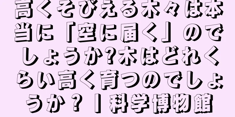 高くそびえる木々は本当に「空に届く」のでしょうか?木はどれくらい高く育つのでしょうか？丨科学博物館