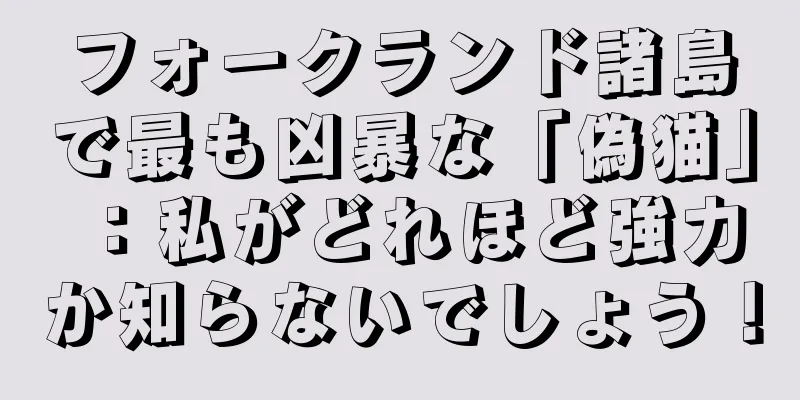 フォークランド諸島で最も凶暴な「偽猫」：私がどれほど強力か知らないでしょう！