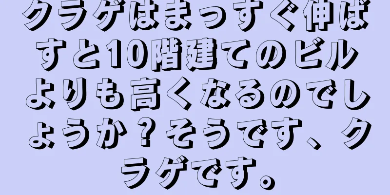 クラゲはまっすぐ伸ばすと10階建てのビルよりも高くなるのでしょうか？そうです、クラゲです。