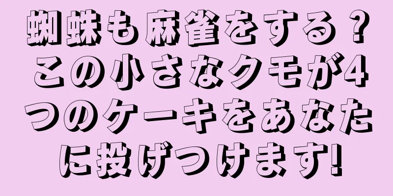 蜘蛛も麻雀をする？この小さなクモが4つのケーキをあなたに投げつけます!