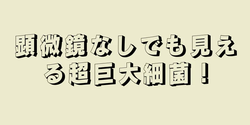 顕微鏡なしでも見える超巨大細菌！