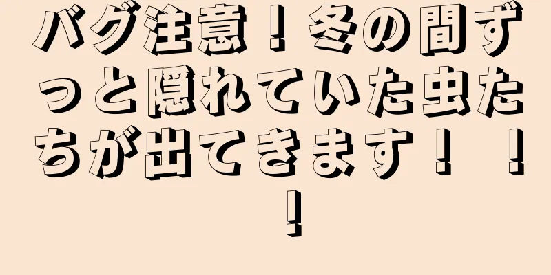 バグ注意！冬の間ずっと隠れていた虫たちが出てきます！ ！ ！