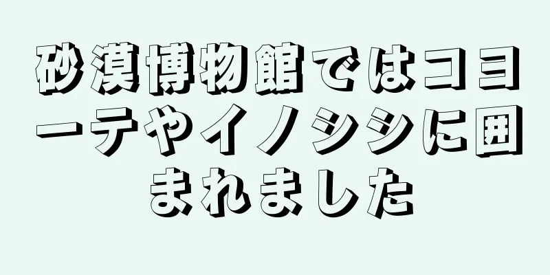 砂漠博物館ではコヨーテやイノシシに囲まれました