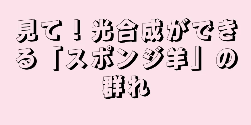 見て！光合成ができる「スポンジ羊」の群れ