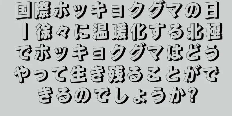 国際ホッキョクグマの日丨徐々に温暖化する北極でホッキョクグマはどうやって生き残ることができるのでしょうか?