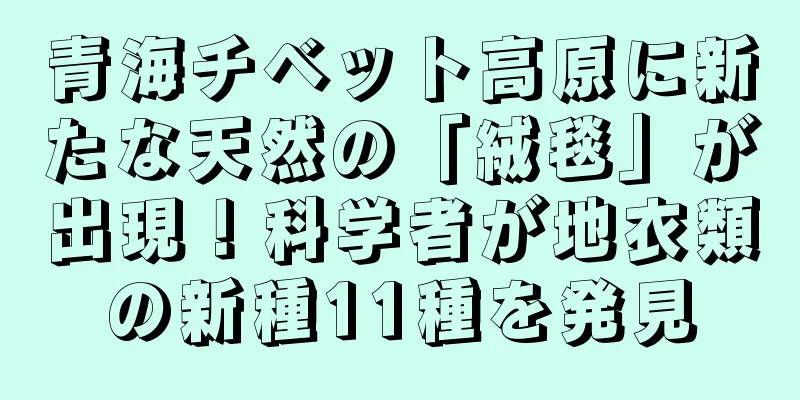 青海チベット高原に新たな天然の「絨毯」が出現！科学者が地衣類の新種11種を発見