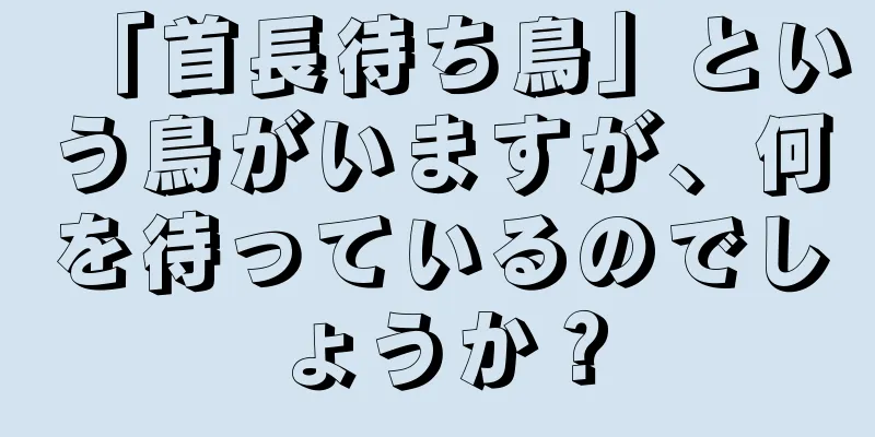 「首長待ち鳥」という鳥がいますが、何を待っているのでしょうか？