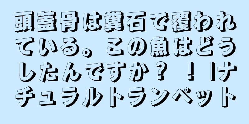 頭蓋骨は糞石で覆われている。この魚はどうしたんですか？ ！ |ナチュラルトランペット