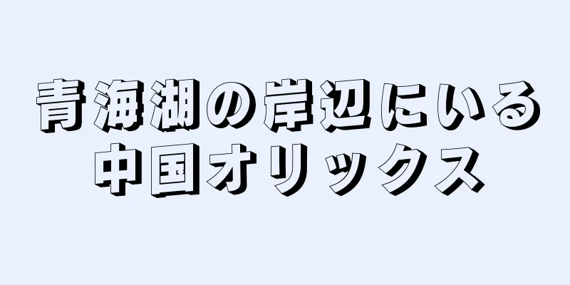 青海湖の岸辺にいる中国オリックス