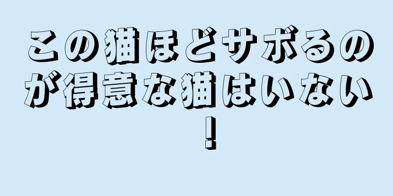 この猫ほどサボるのが得意な猫はいない！