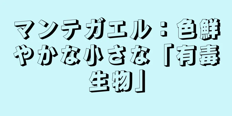 マンテガエル：色鮮やかな小さな「有毒生物」
