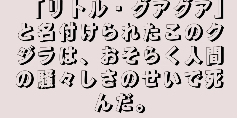 「リトル・グアグア」と名付けられたこのクジラは、おそらく人間の騒々しさのせいで死んだ。