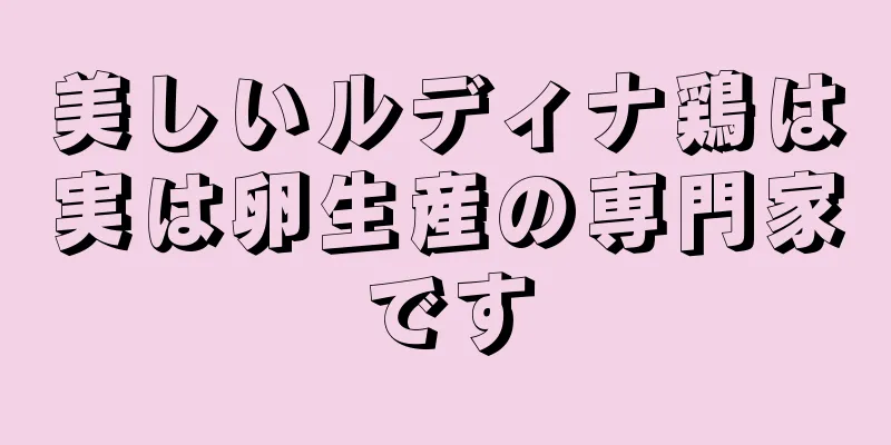 美しいルディナ鶏は実は卵生産の専門家です