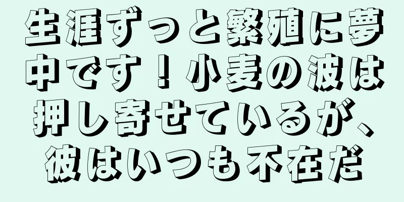 生涯ずっと繁殖に夢中です！小麦の波は押し寄せているが、彼はいつも不在だ