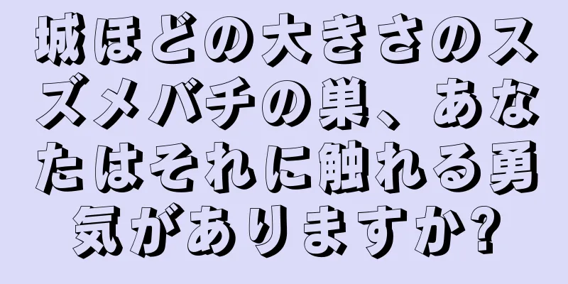 城ほどの大きさのスズメバチの巣、あなたはそれに触れる勇気がありますか?