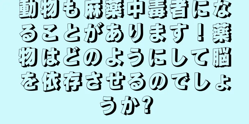 動物も麻薬中毒者になることがあります！薬物はどのようにして脳を依存させるのでしょうか?