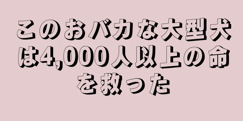 このおバカな大型犬は4,000人以上の命を救った