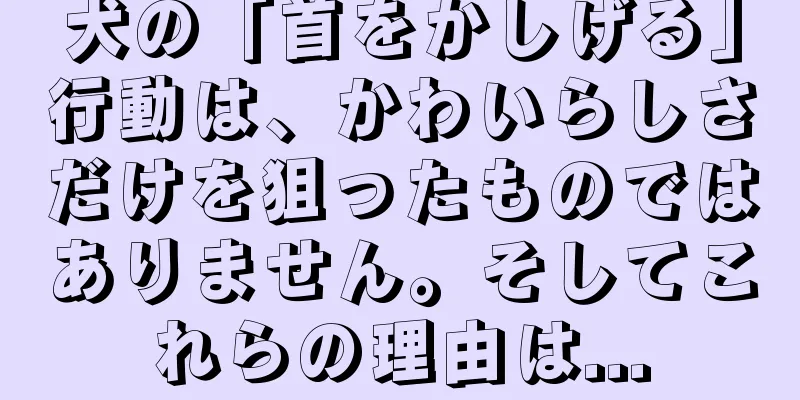 犬の「首をかしげる」行動は、かわいらしさだけを狙ったものではありません。そしてこれらの理由は...