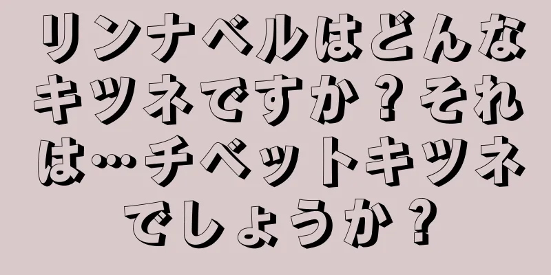 リンナベルはどんなキツネですか？それは…チベットキツネでしょうか？