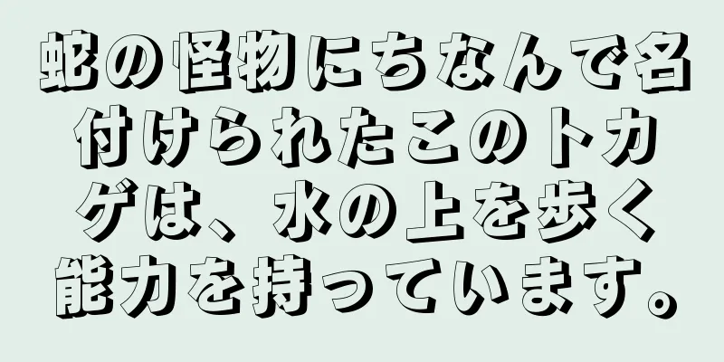 蛇の怪物にちなんで名付けられたこのトカゲは、水の上を歩く能力を持っています。