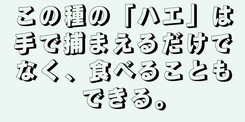 この種の「ハエ」は手で捕まえるだけでなく、食べることもできる。