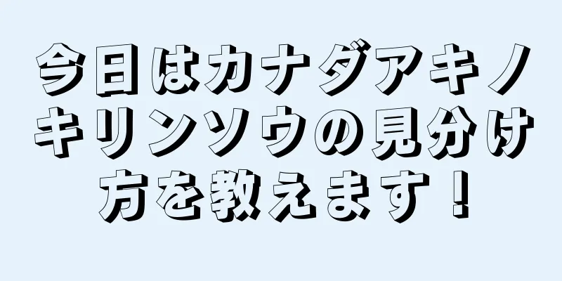 今日はカナダアキノキリンソウの見分け方を教えます！