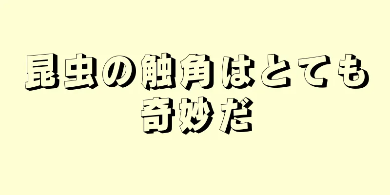 昆虫の触角はとても奇妙だ
