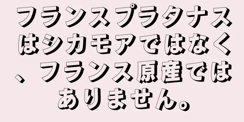 フランスプラタナスはシカモアではなく、フランス原産ではありません。