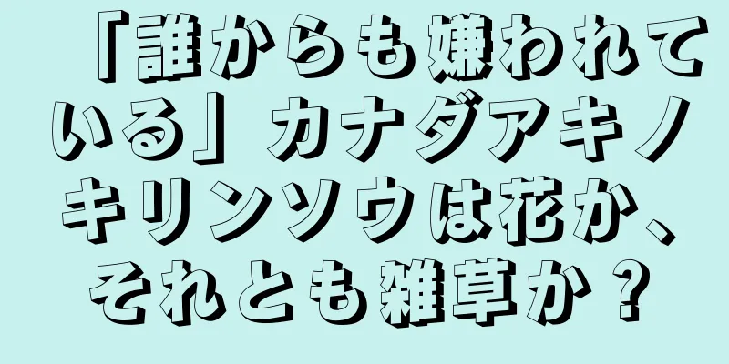 「誰からも嫌われている」カナダアキノキリンソウは花か、それとも雑草か？