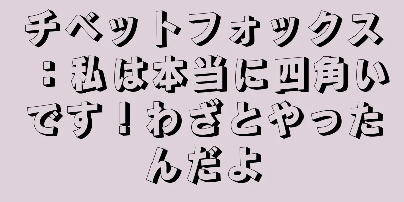 チベットフォックス：私は本当に四角いです！わざとやったんだよ