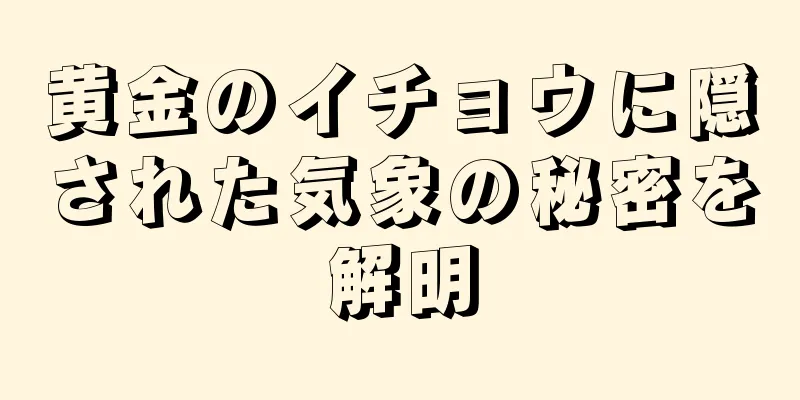 黄金のイチョウに隠された気象の秘密を解明