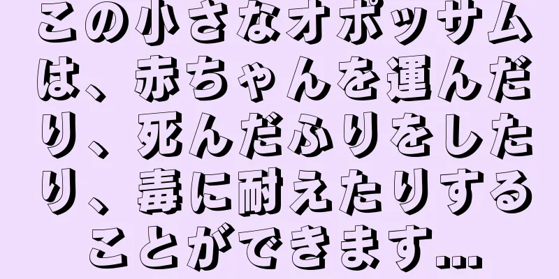 この小さなオポッサムは、赤ちゃんを運んだり、死んだふりをしたり、毒に耐えたりすることができます...