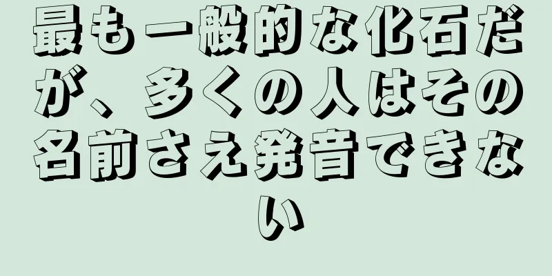 最も一般的な化石だが、多くの人はその名前さえ発音できない