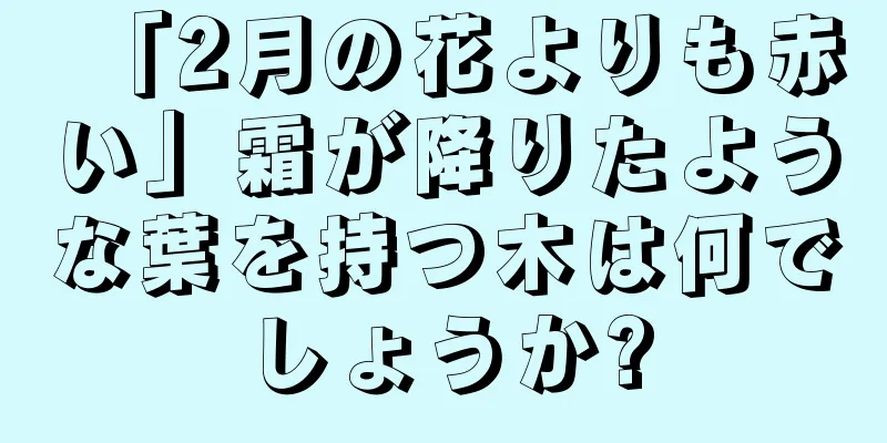 「2月の花よりも赤い」霜が降りたような葉を持つ木は何でしょうか?