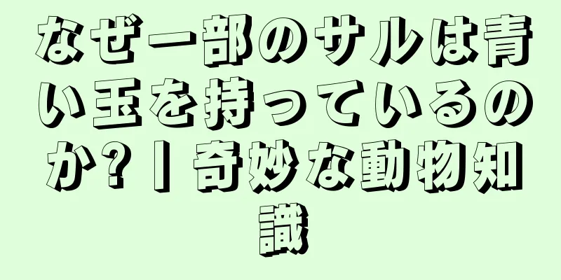 なぜ一部のサルは青い玉を持っているのか?丨奇妙な動物知識