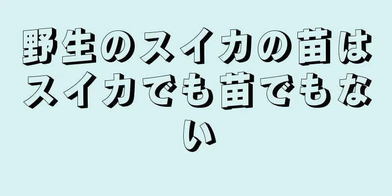 野生のスイカの苗はスイカでも苗でもない