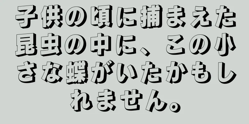 子供の頃に捕まえた昆虫の中に、この小さな蝶がいたかもしれません。